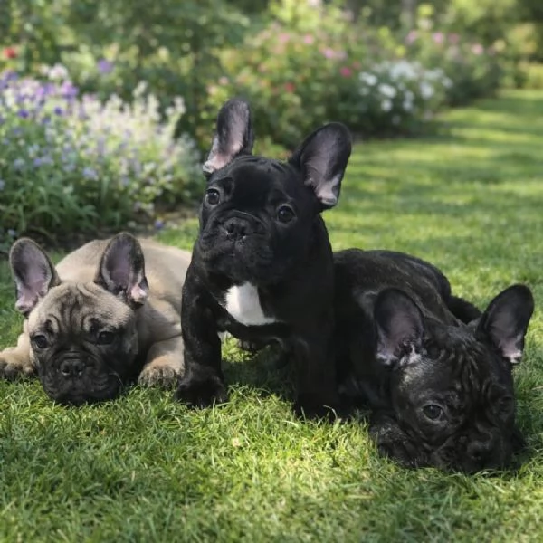 Cuccioli di Bouledogue / Bulldog francese | Foto 6