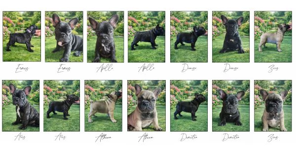 Cuccioli di Bouledogue / Bulldog francese | Foto 5