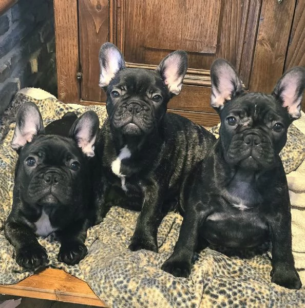 Cuccioli di Bouledogue / Bulldog francese | Foto 3