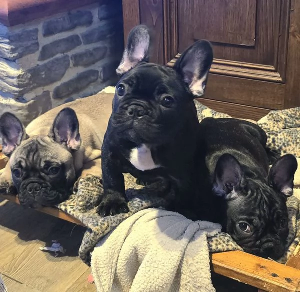 Cuccioli di Bouledogue / Bulldog francese | Foto 2