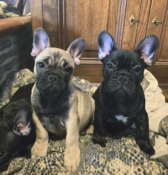 Cuccioli di Bouledogue / Bulldog francese | Foto 1