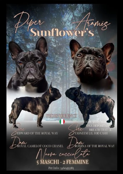 Cuccioli di Bouledogue / Bulldog francese | Foto 0