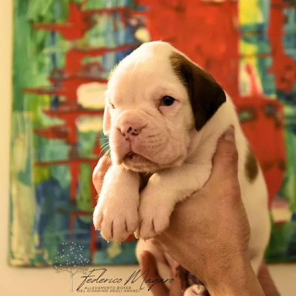 Cuccioli di Boxer