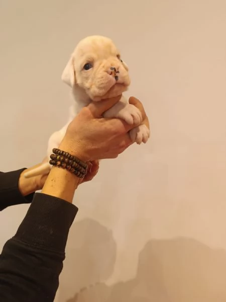 Cuccioli di Boxer | Foto 3