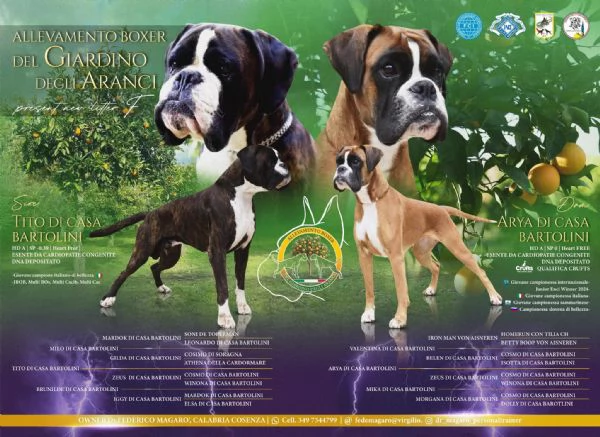 Cuccioli di Boxer | Foto 2