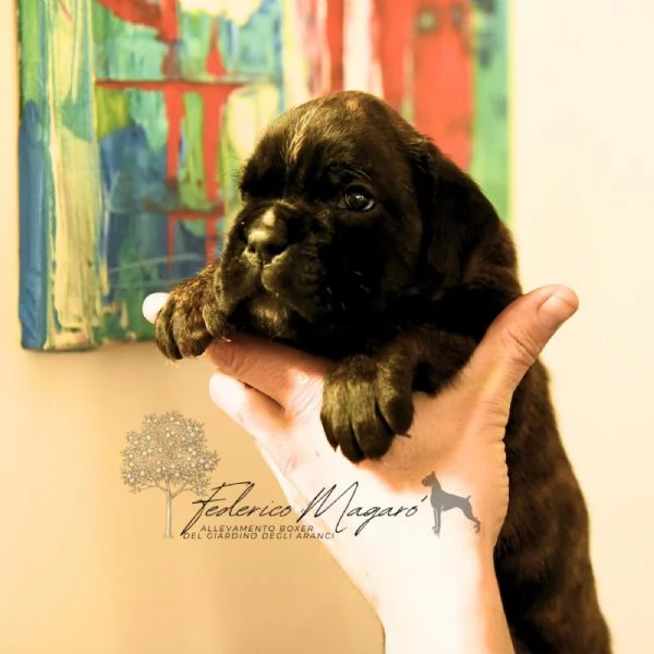 Cuccioli di Boxer | Foto 1