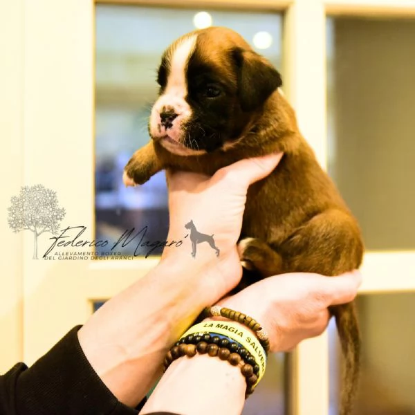 Cuccioli di Boxer | Foto 0