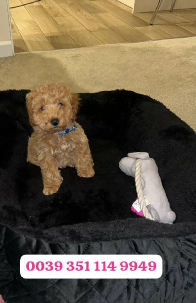 Regala un cucciolo di barboncino maschio e femmina | Foto 1