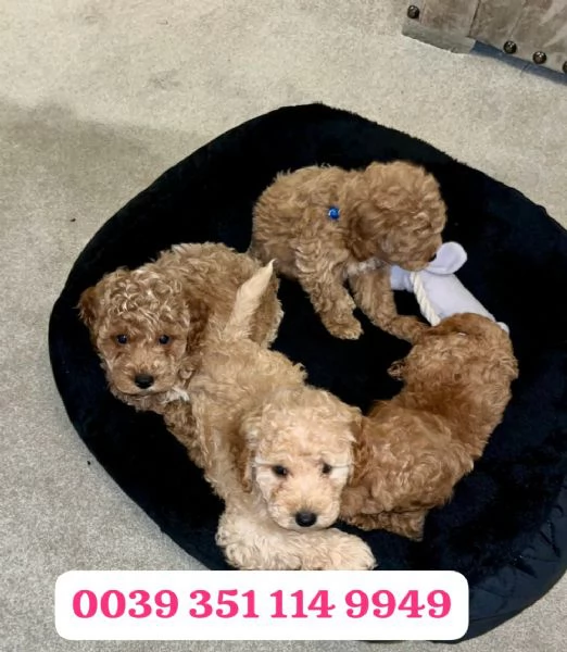 Regala un cucciolo di barboncino maschio e femmina