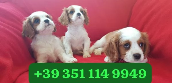 Regala un cucciolo di Cavalier King maschio e femmina | Foto 1