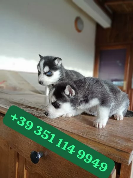 Regala un cucciolo di Husky maschio e femmina | Foto 2