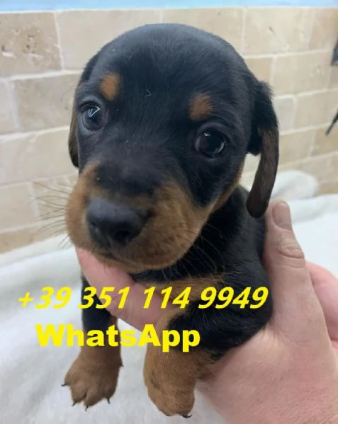  bellissimi cuccioli di Bassotto maschio e femmina | Foto 2