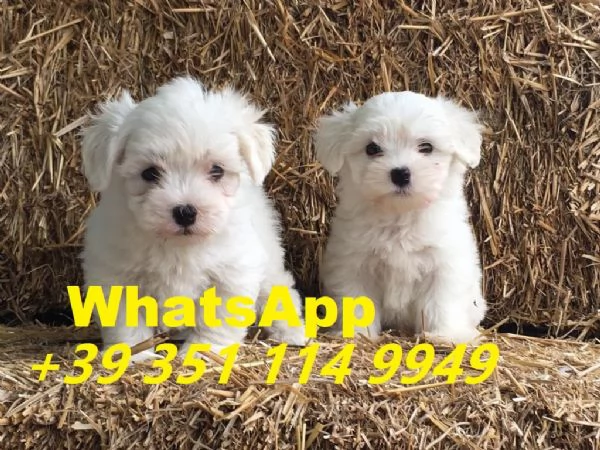  bellissimi cuccioli di Maltese maschio e femmina | Foto 2