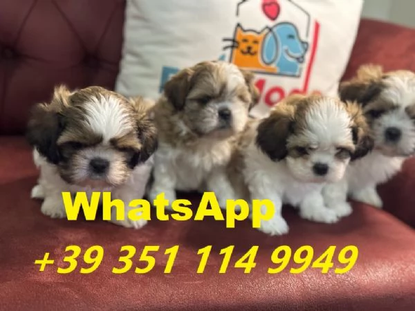  bellissimi cuccioli di Shitzu maschio e femmina | Foto 0