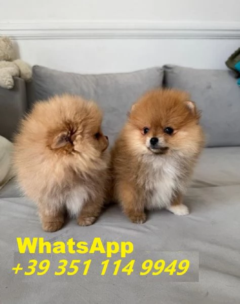  bellissimi cuccioli di Volpino Pomerania maschio e femmina | Foto 2