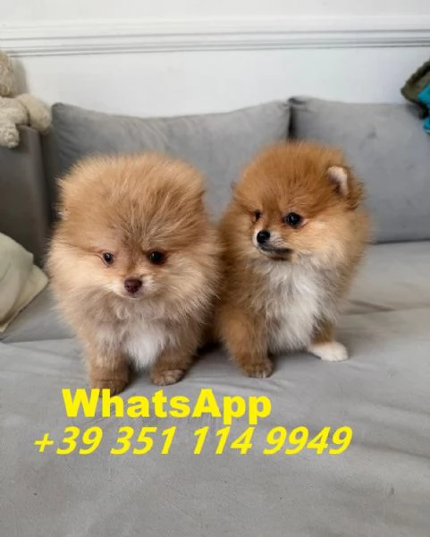  bellissimi cuccioli di Volpino Pomerania maschio e femmina | Foto 0