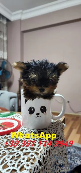  bellissimi cuccioli di Yorkshire maschio e femmina | Foto 1