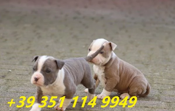  bellissimi cuccioli di Pitbull maschio e femmina | Foto 1