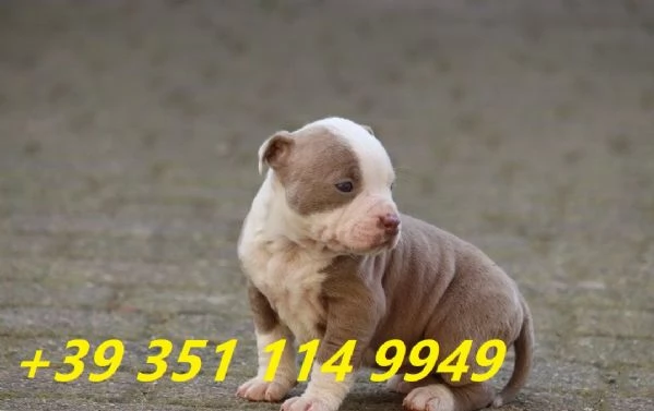  bellissimi cuccioli di Pitbull maschio e femmina | Foto 0