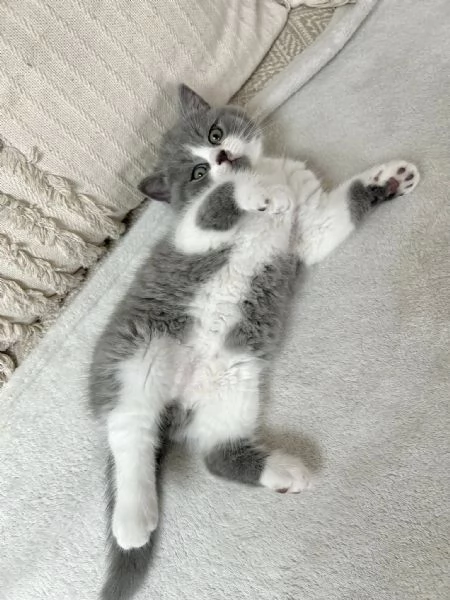 Gattini British Shorthair Eleganza e Dolcezza | Foto 0