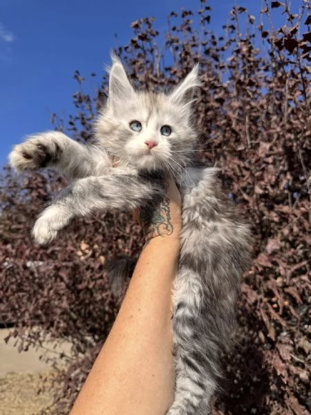 Maine Coon, Gattini di Razza Purezza  Disponibili Subito!!! | Foto 0