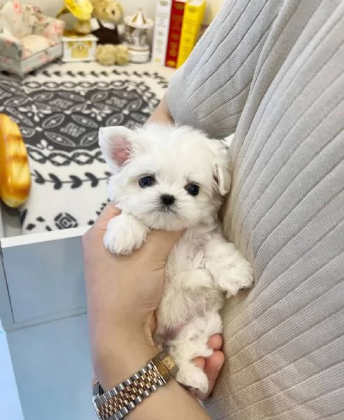 Cuccioli di Maltese Mini Toy
