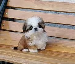Cucciolo di Shih Tzu