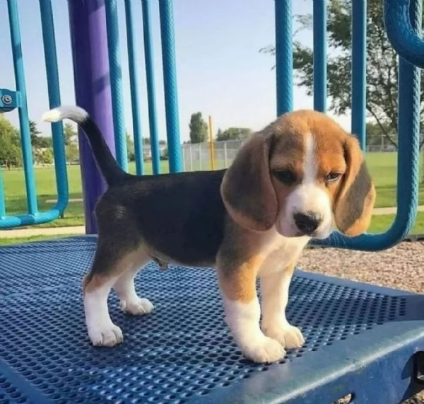Cucciolo di Beagle