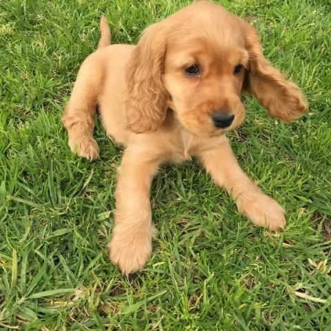 Cucciolo di Cocker Spaniel