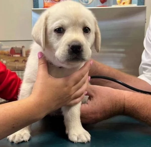 Cuccioli di Labrador disponibili per l'adozione