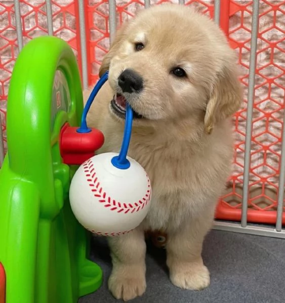 Cucciolo di Golden Retriever