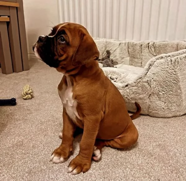 Grazioso cucciolo di Boxer in cerca di adozione.