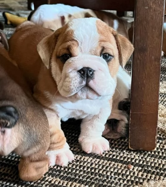 Cuccioli di Bulldog Inglese in adozione.