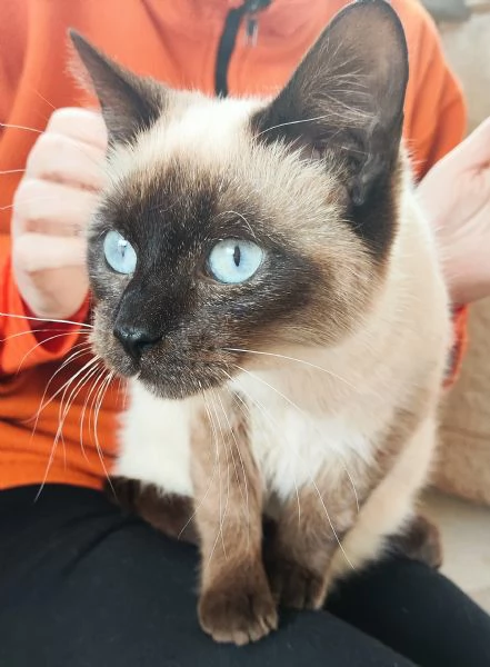 Celestino cerca casa!