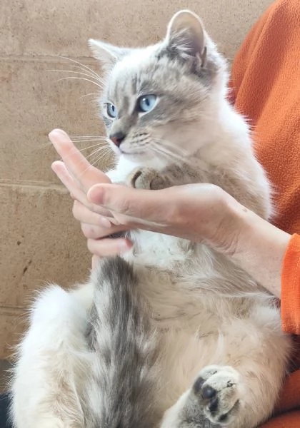 Bianchino cerca casa!