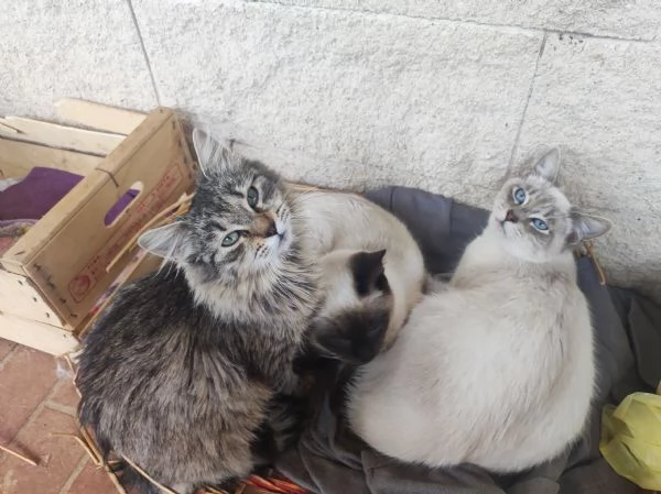 Bianchino cerca casa! | Foto 1