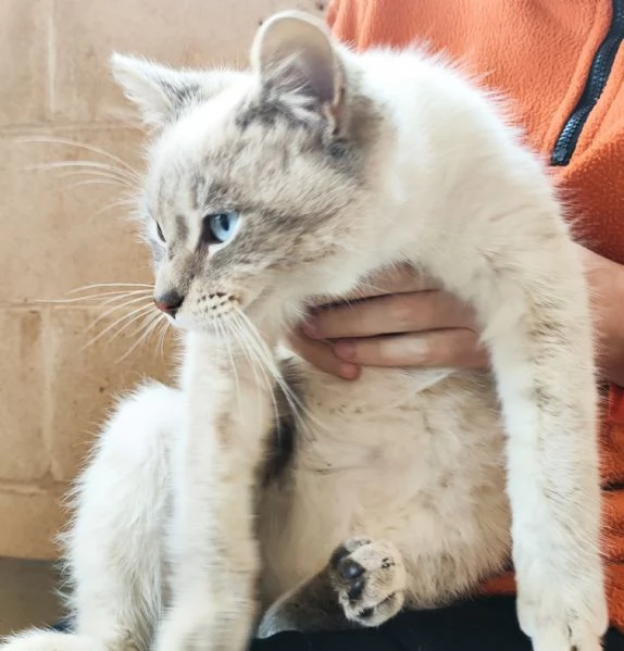 Bianchino cerca casa! | Foto 0