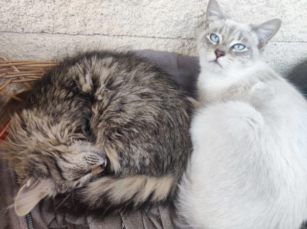 Bella cerca casa! | Foto 2