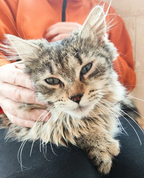 Bella cerca casa! | Foto 1