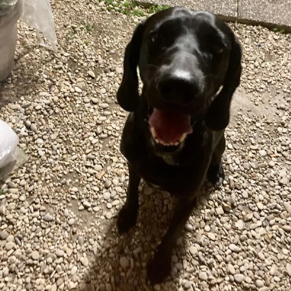 Regalo Bracco Tedesco A Pelo Corto