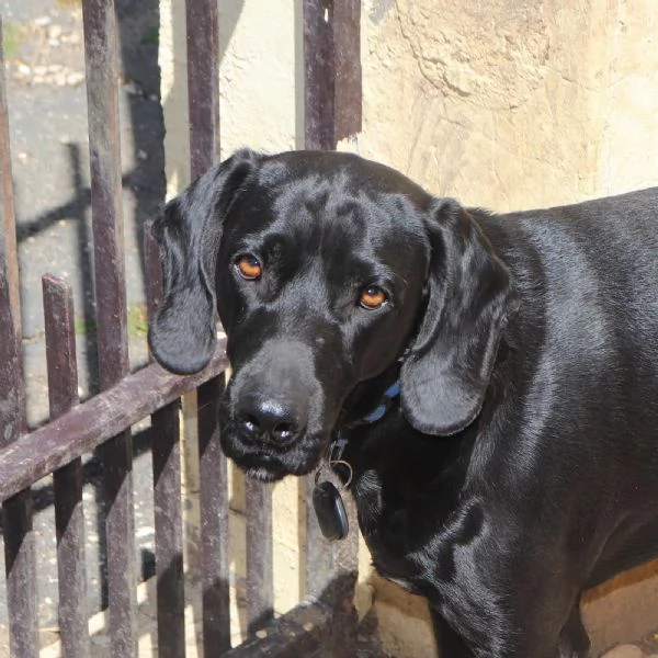 Regalo Bracco Tedesco A Pelo Corto | Foto 3