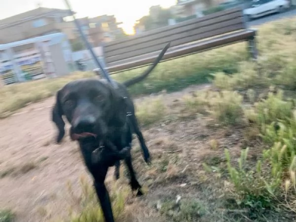 Regalo Bracco Tedesco A Pelo Corto | Foto 2