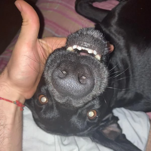 Regalo Bracco Tedesco A Pelo Corto | Foto 0