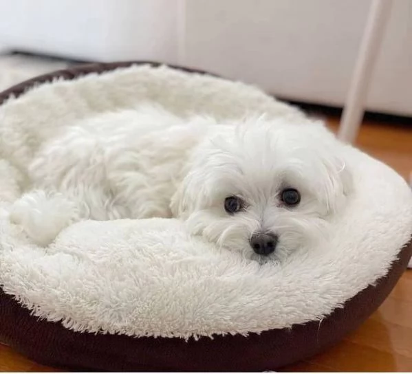 Maltese (cuccioli maschio e femmina)