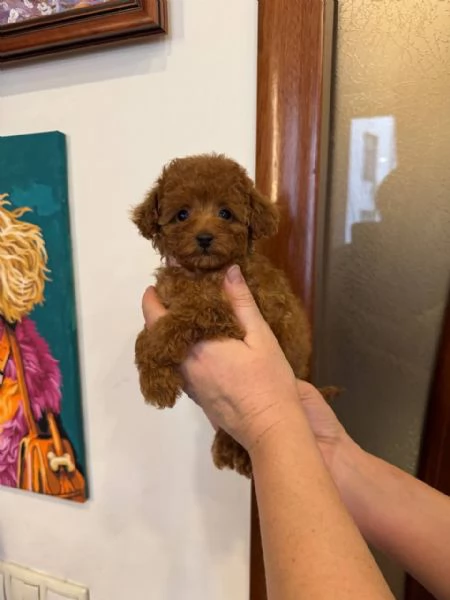 Cuccioli di barboncino disponibili per l'adozione