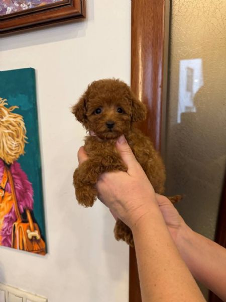 Cuccioli di barboncino disponibili per l'adozione | Foto 1