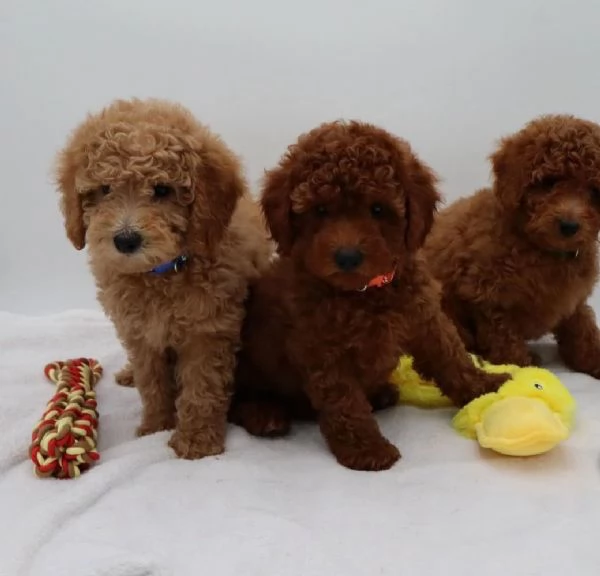 Cuccioli di barboncino disponibili per l'adozione