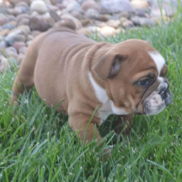 Bulldog Inglese (cuccioli maschio e femmina)