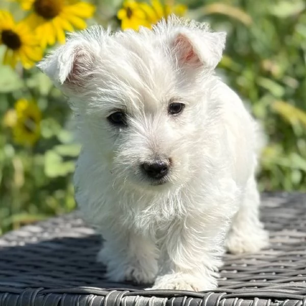 West Highland White Terrier (cuccioli maschio e femmina)
