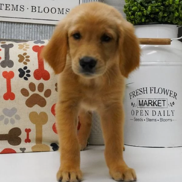 Golden Retriever (cuccioli maschio e femmina) | Foto 0